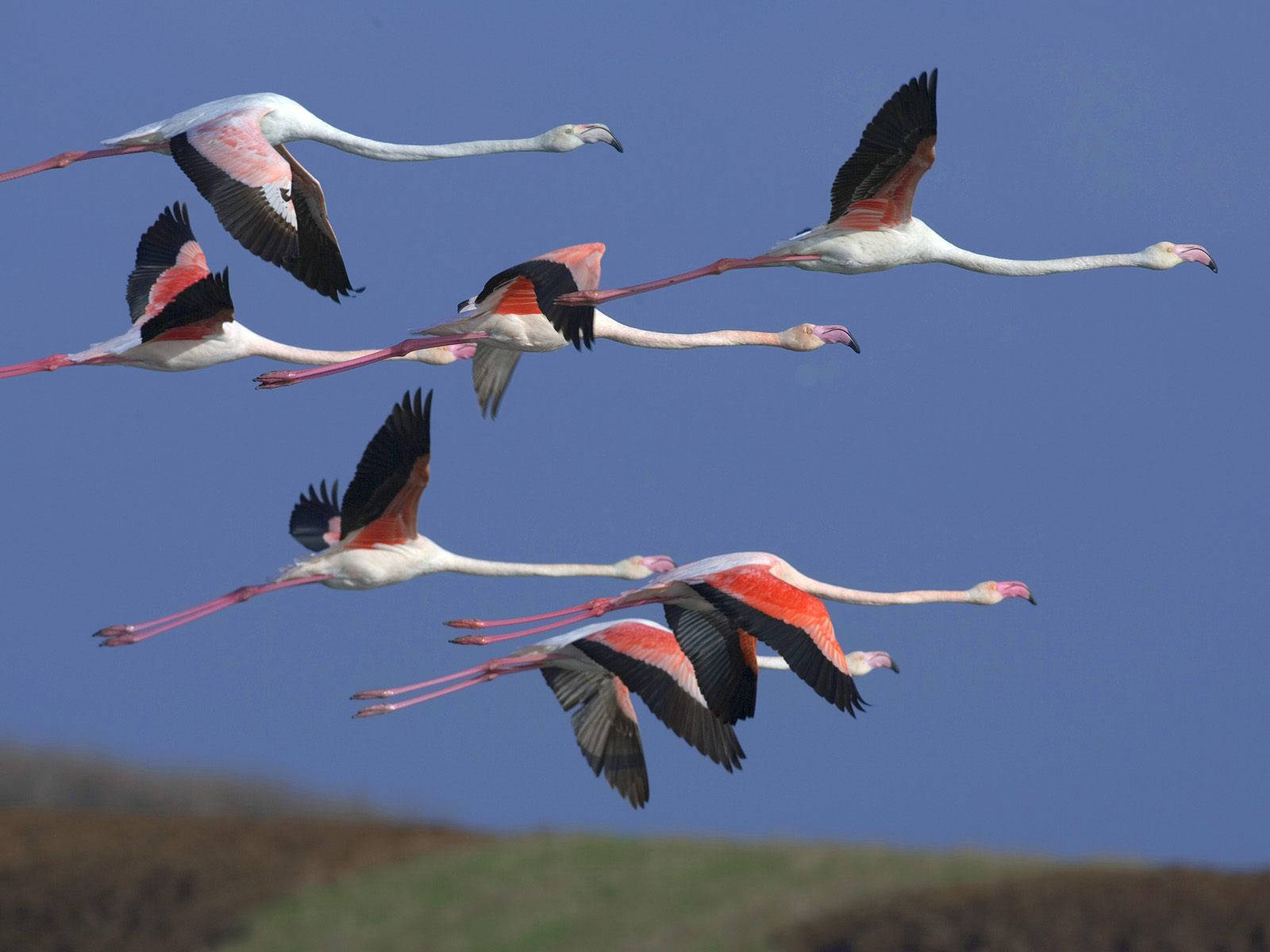 Flying Andean Flamingos Background