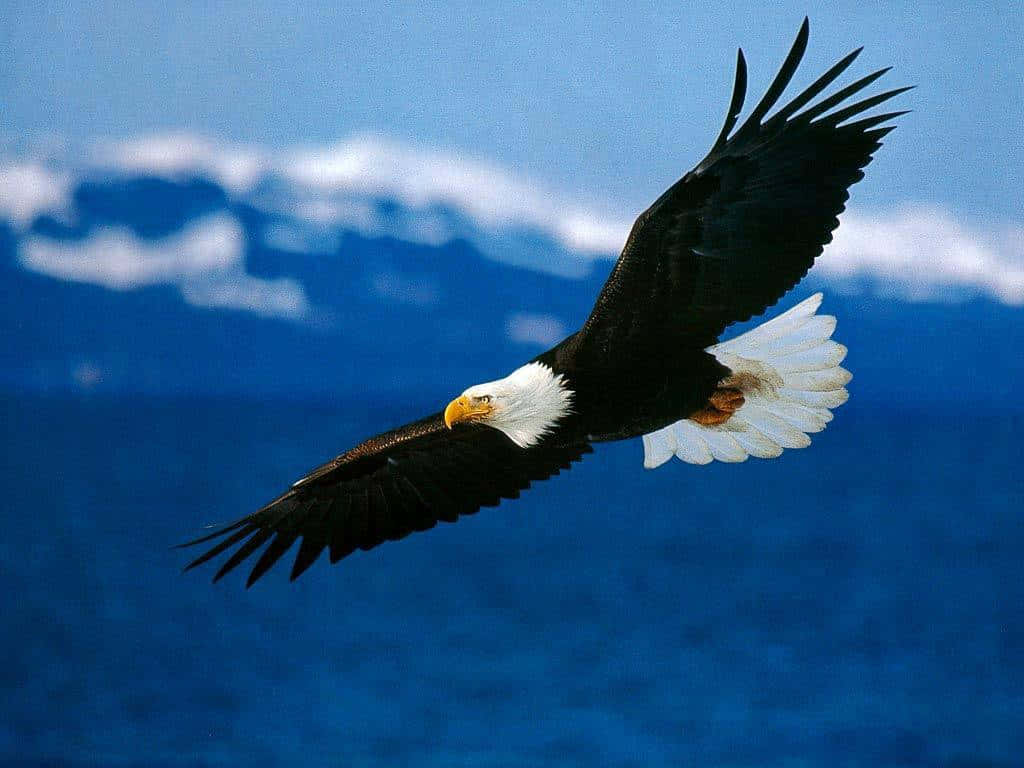 Flying Bald Eagle Specie Background