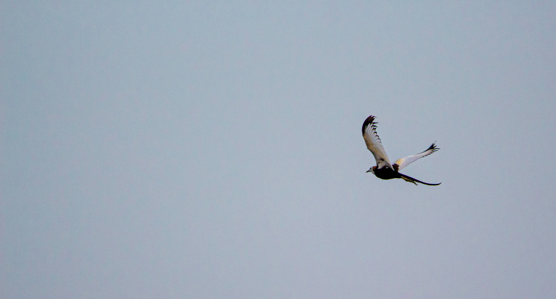 Flying Beautiful Birds