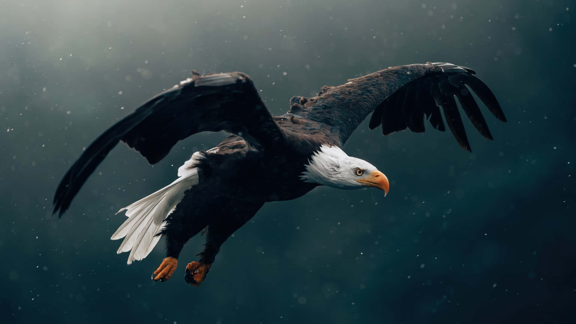 Flying Bird American Bald Eagle