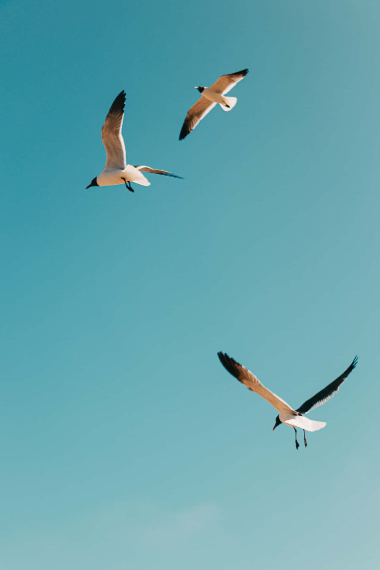 Flying Bird Black-headed Seagulls Background