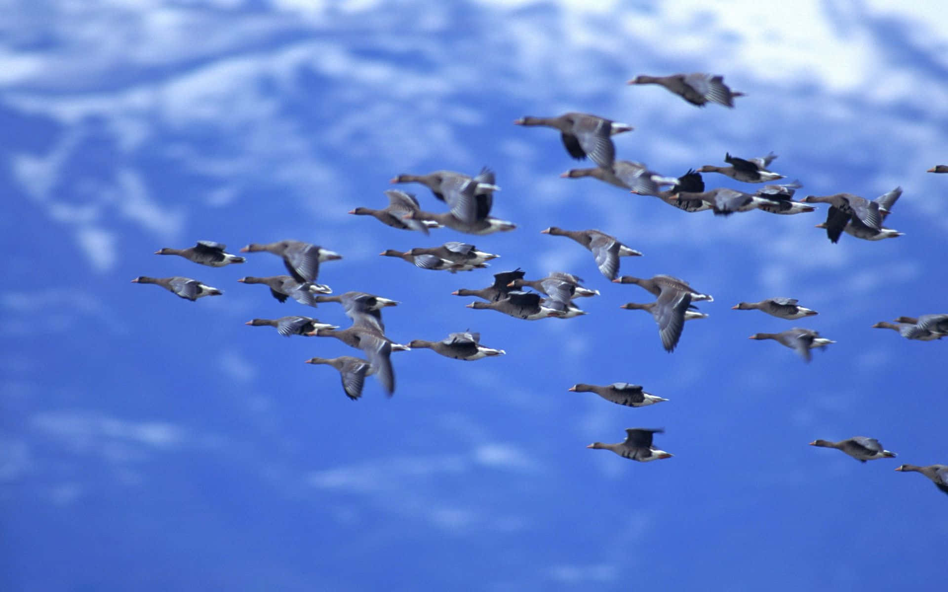 Flying Bird Flock Of Barnacle Geese Background