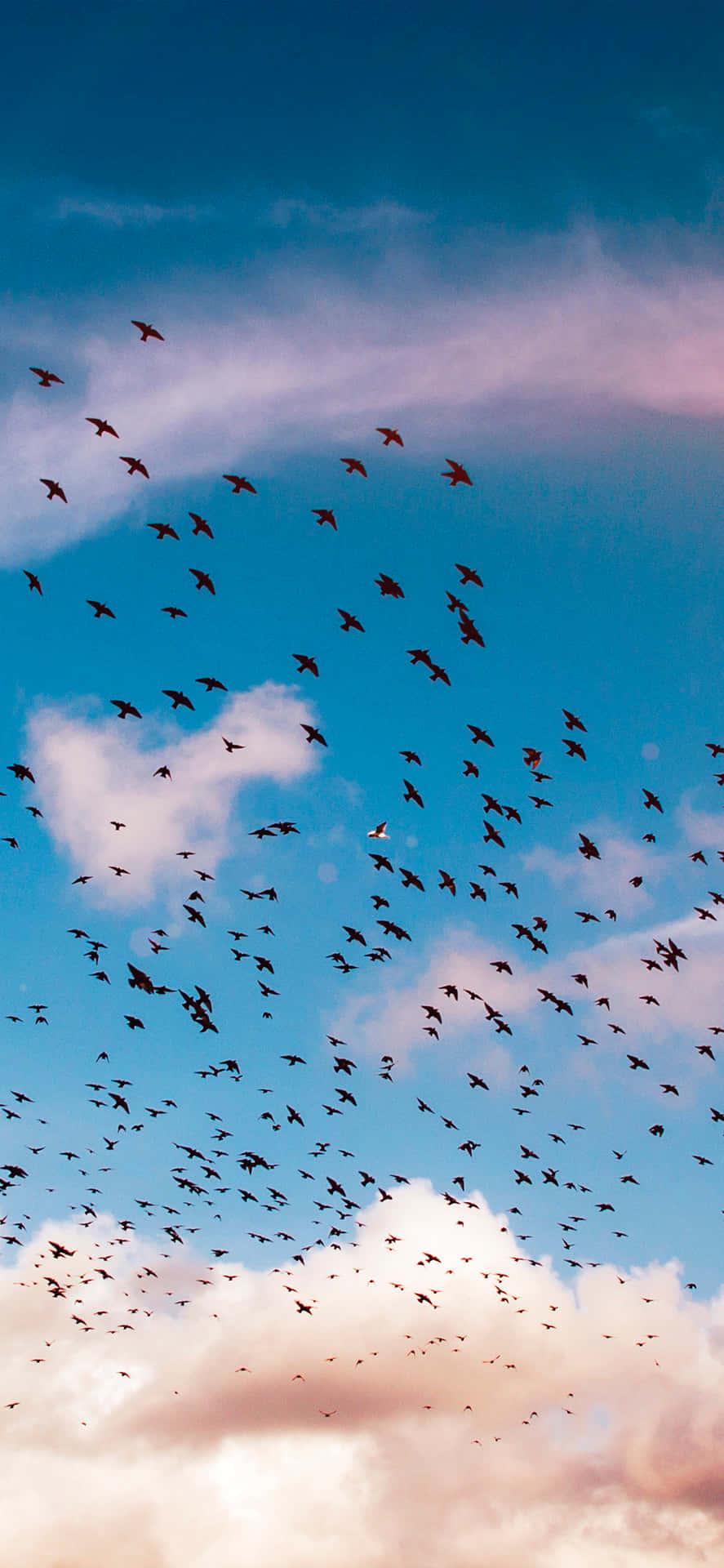 Flying Bird Iphone Background