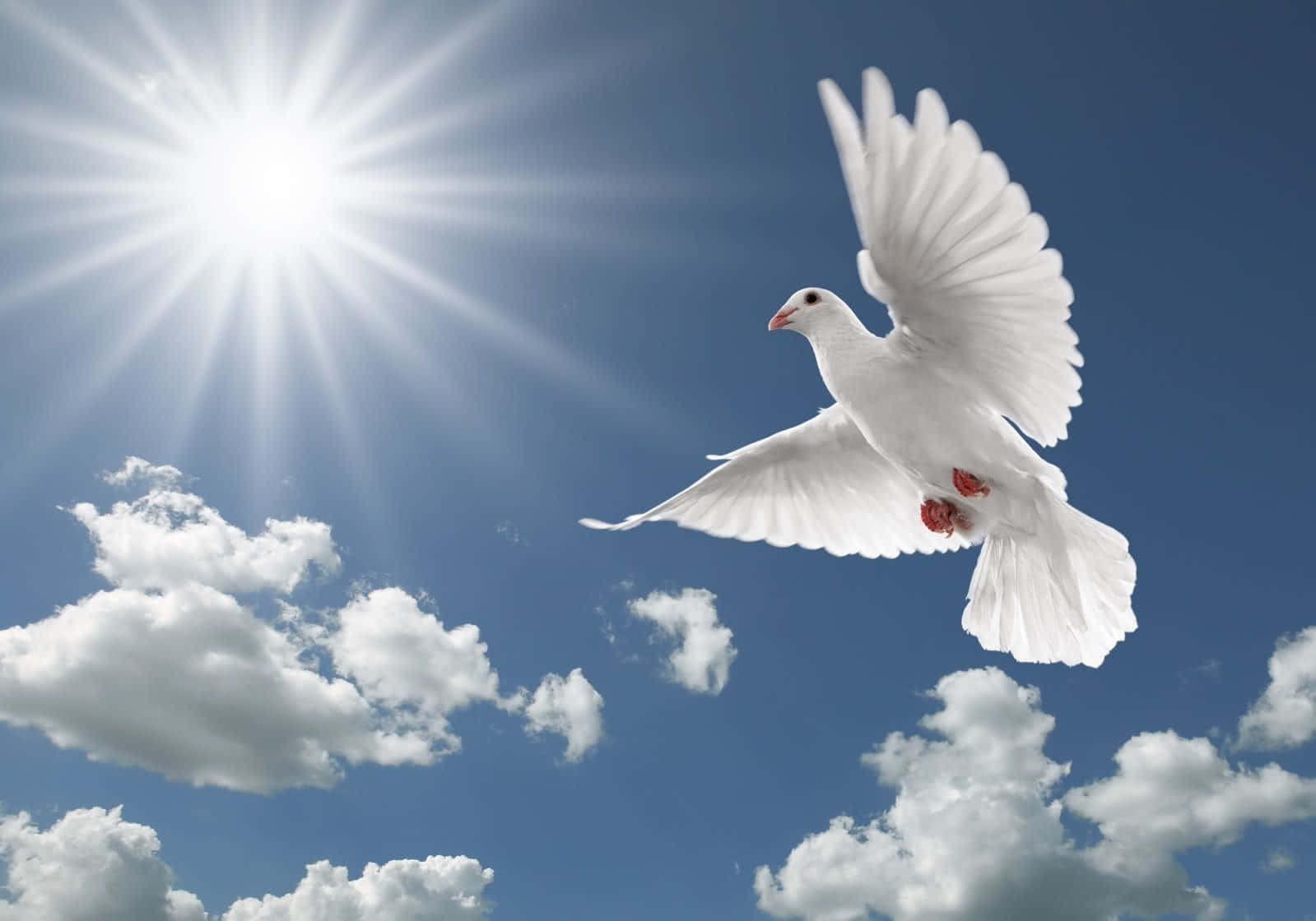 Flying Bird Peaceful White Dove