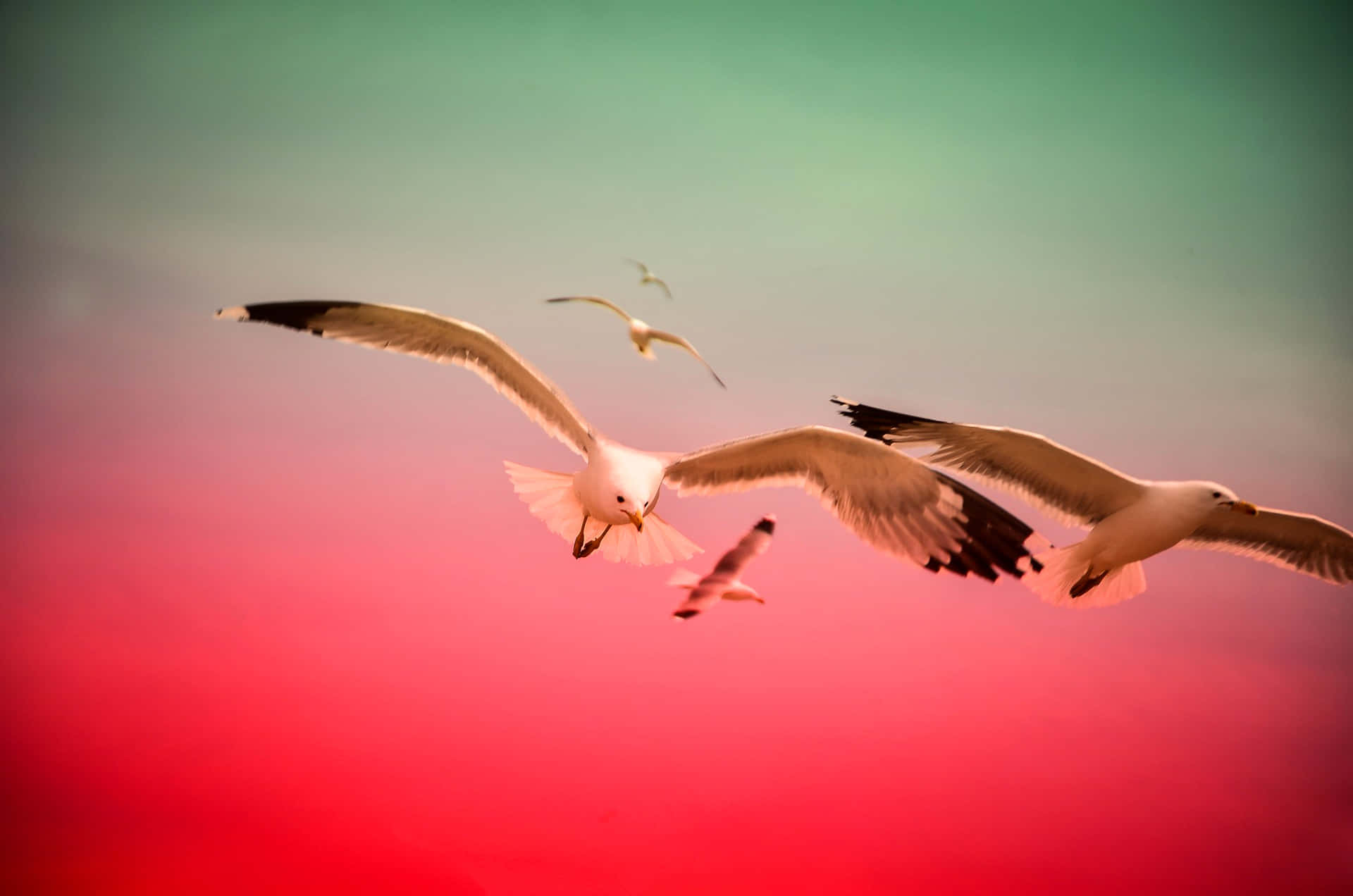 Flying Bird Seagulls In Red Sky Background