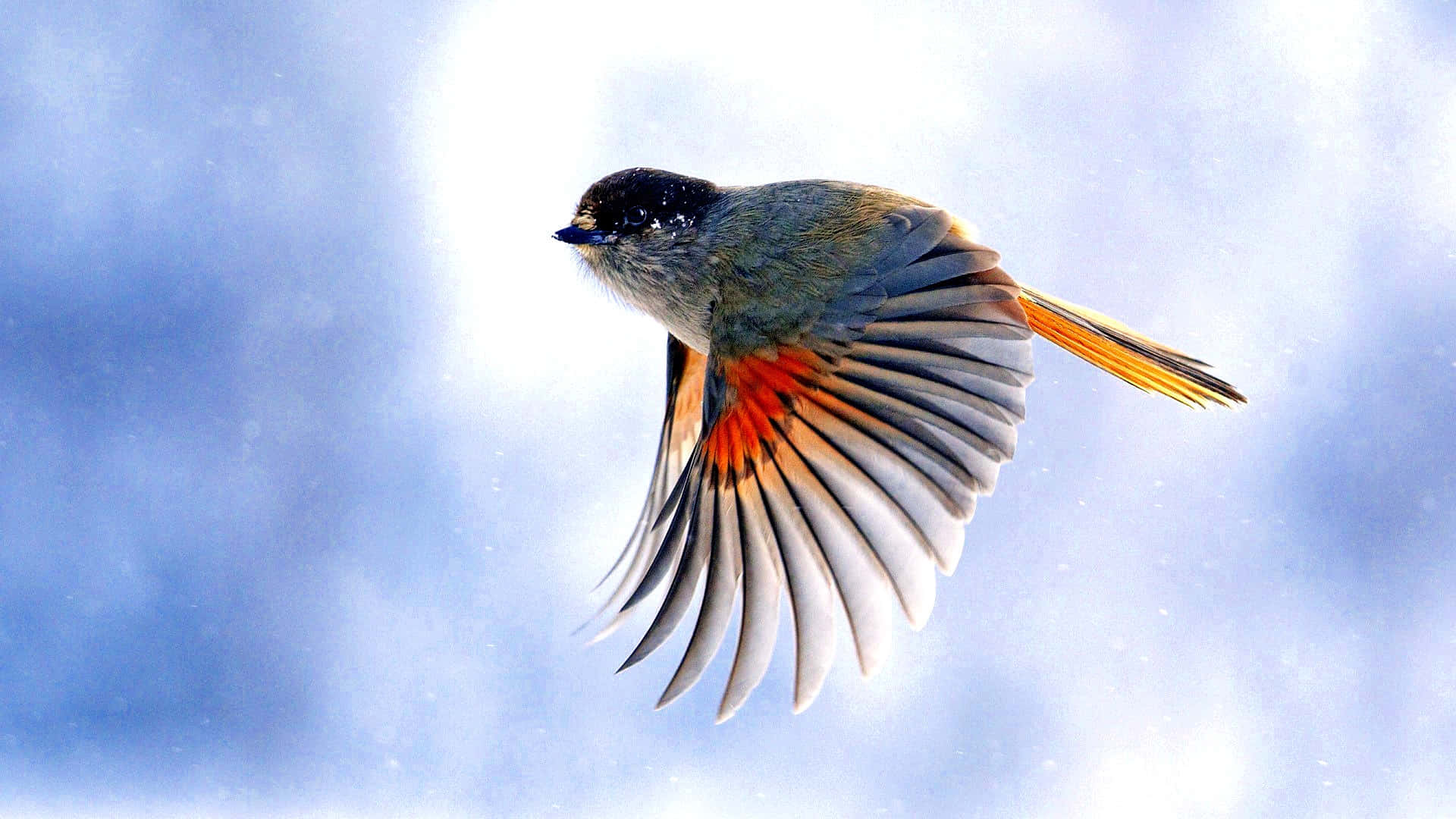 Flying Bird Siberian Jay Background