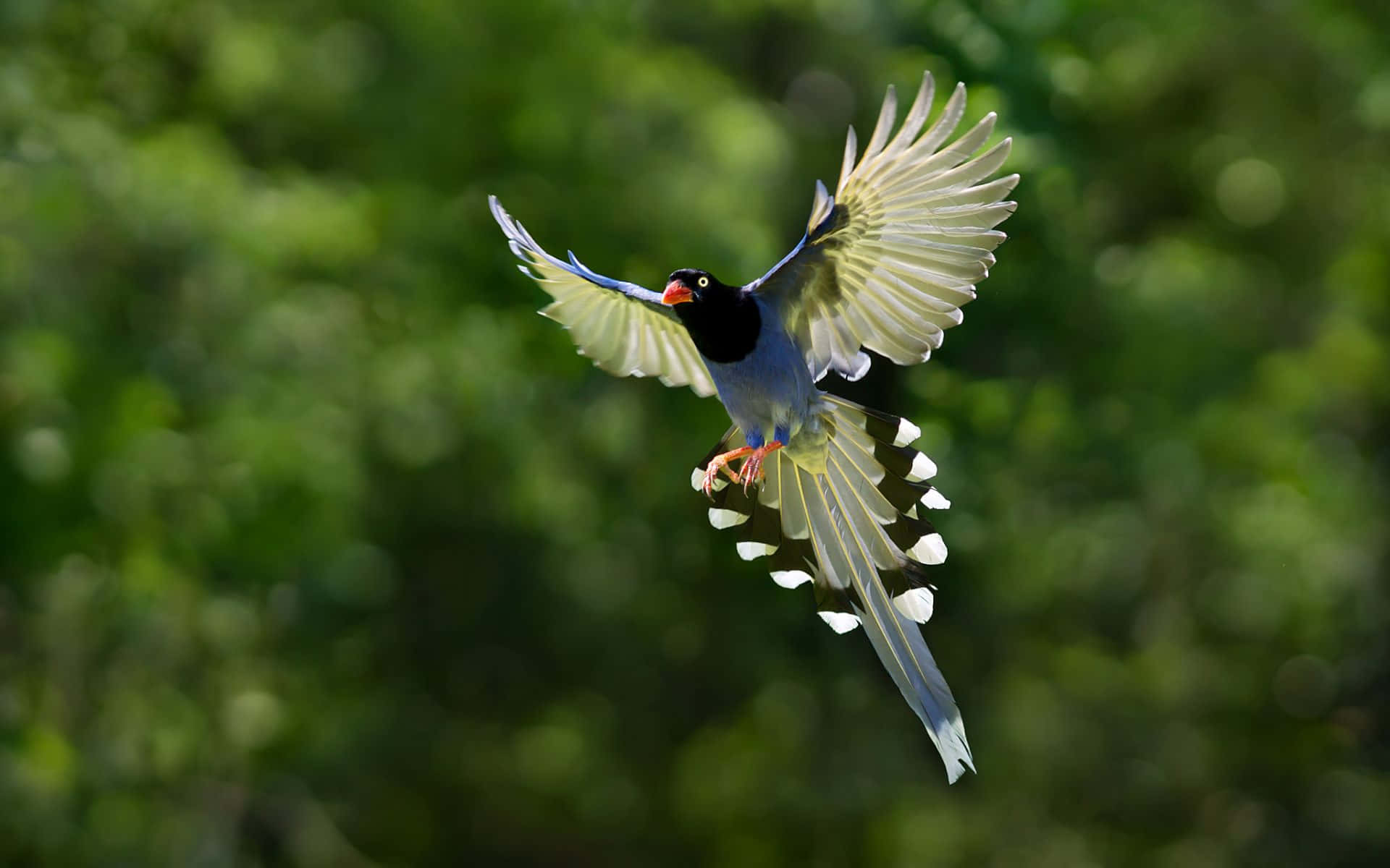 Flying Bird Taiwan Blue Magpie Background