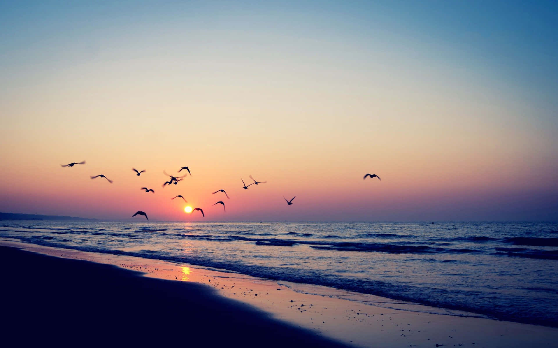 Flying Birds Beach Aesthetic Tumblr Background