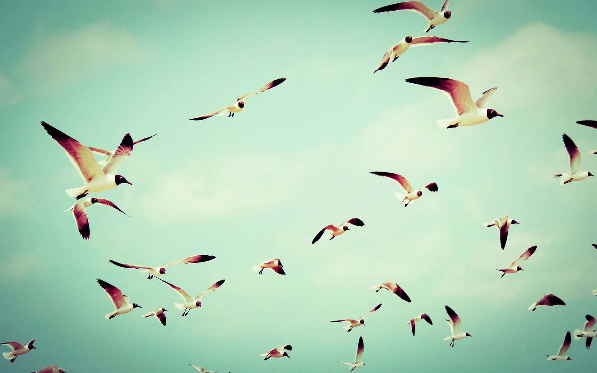 Flying Birds Flock In Green Sky