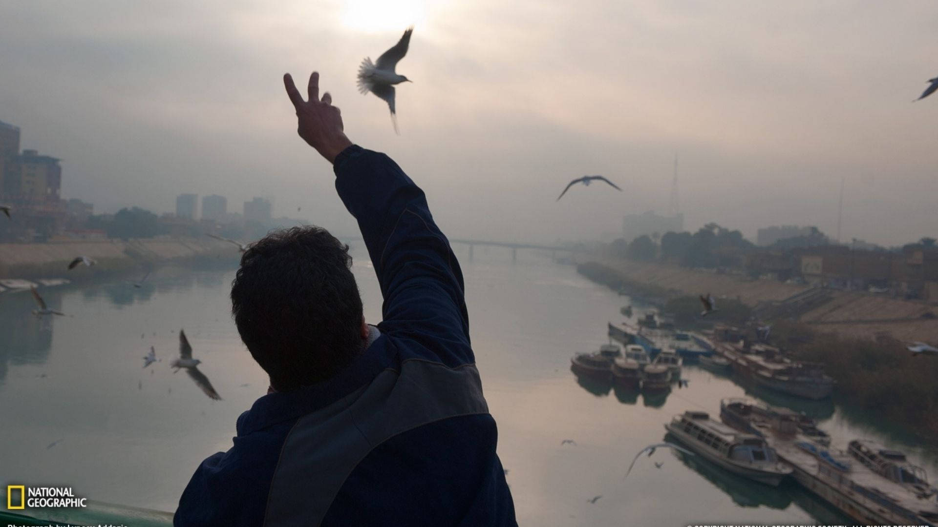 Flying Birds In Baghdad Background