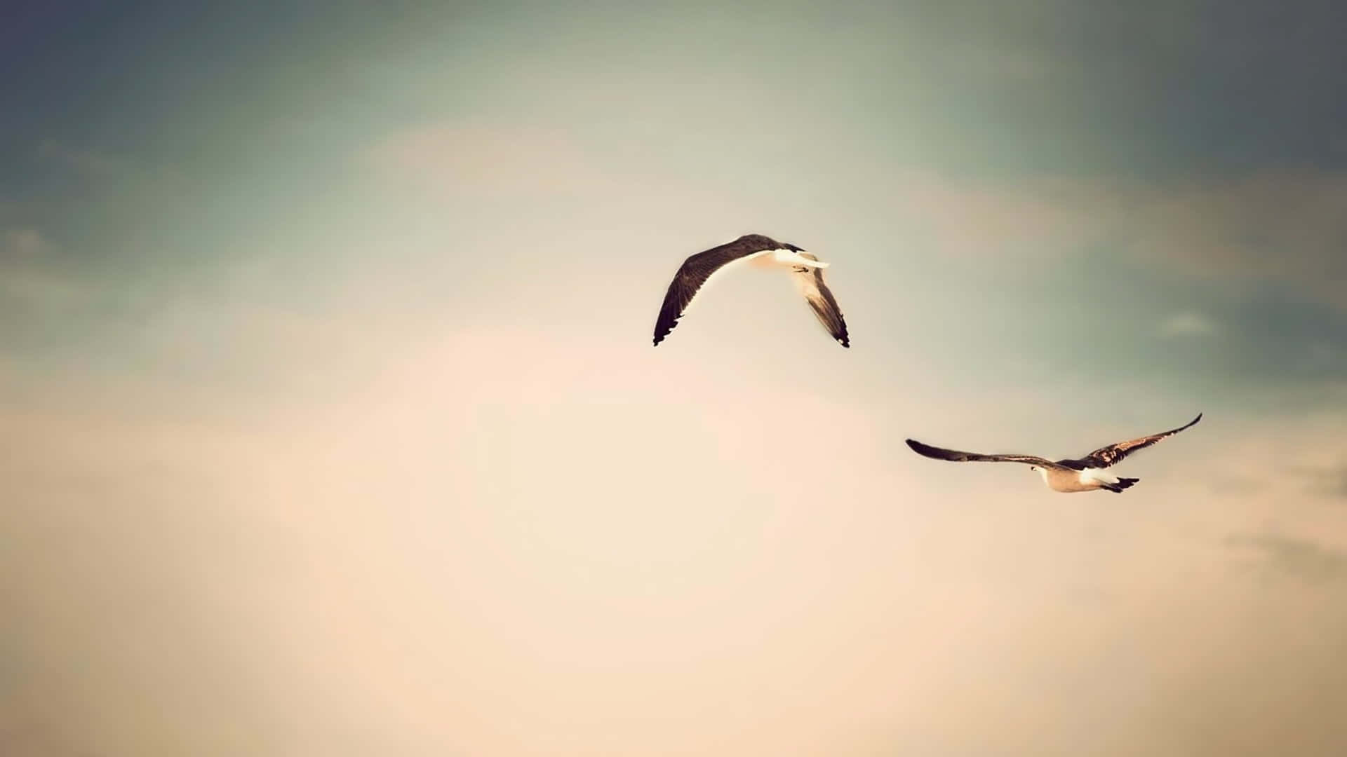 Flying Birds In Gloomy Sky Background