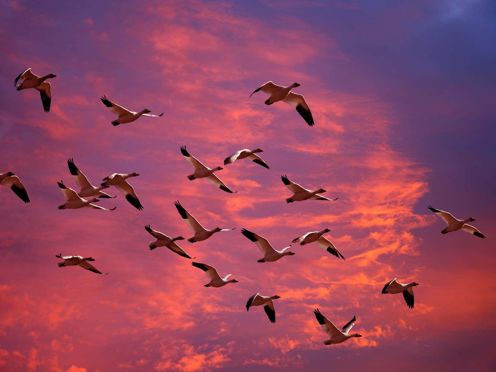 Flying Birds Migrating Snow Geese