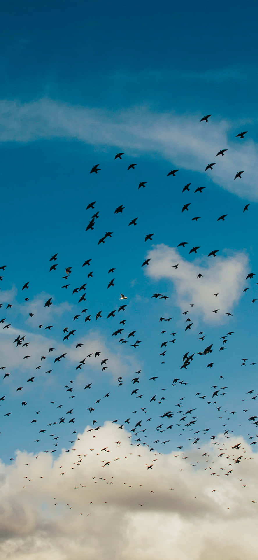 Flying Birds Migration Background