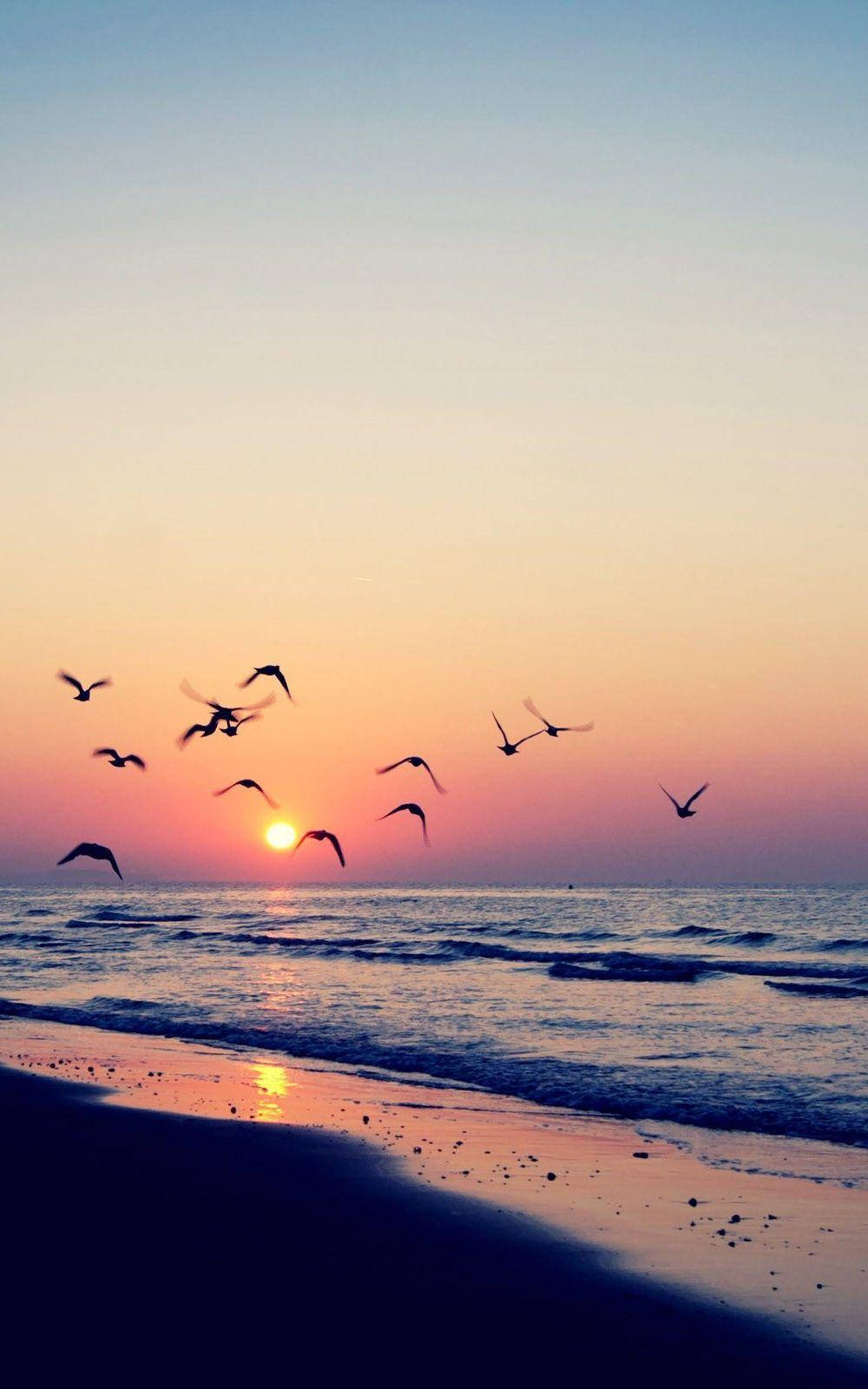 Flying Birds On Beach During Sunset Background