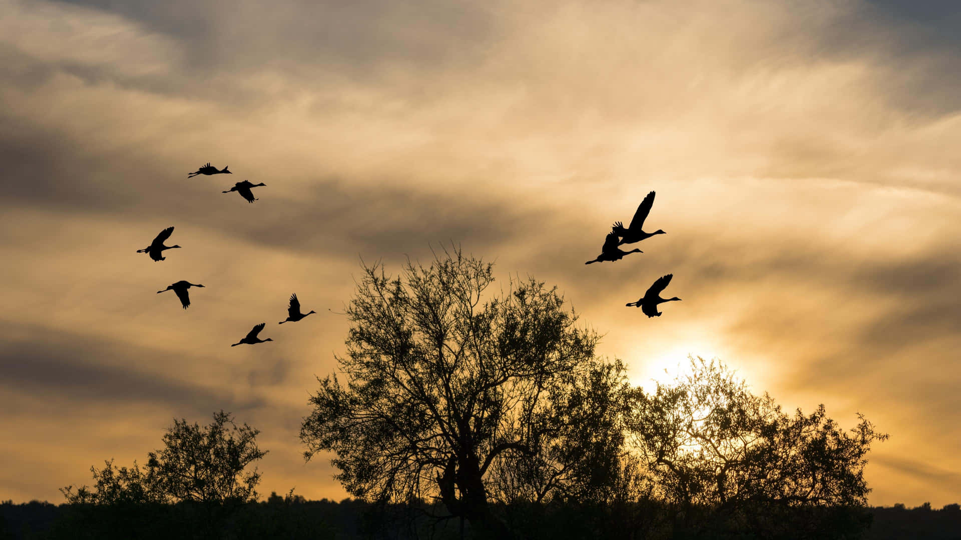 Flying Birds Over The Trees Background