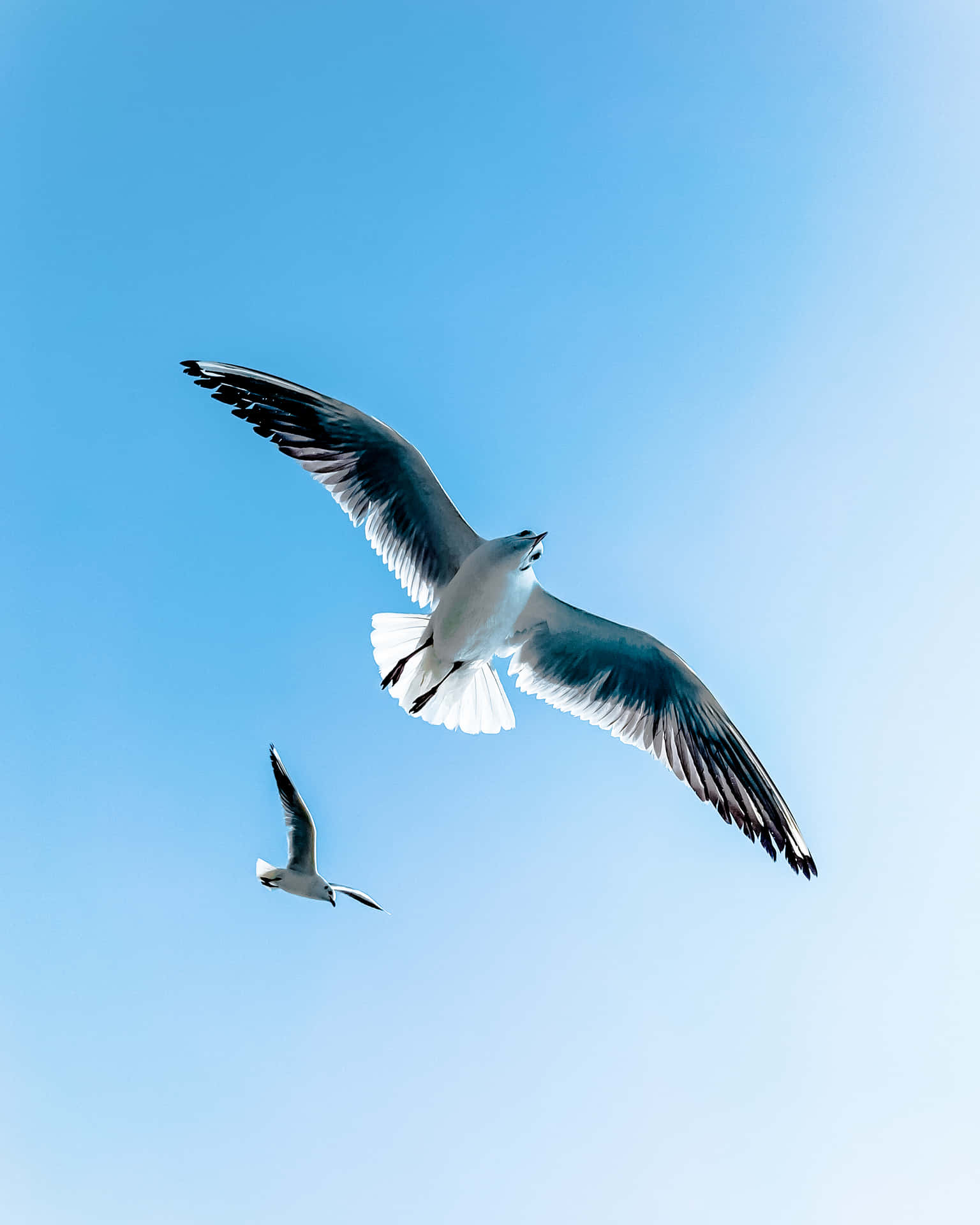 Flying Birds Pair Of Seagulls Background