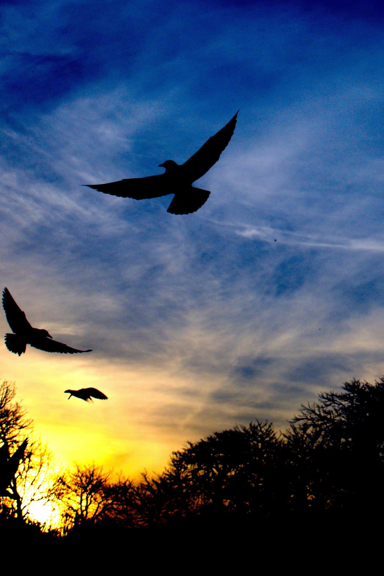 Flying Birds Silhouette In Blue Sky Background