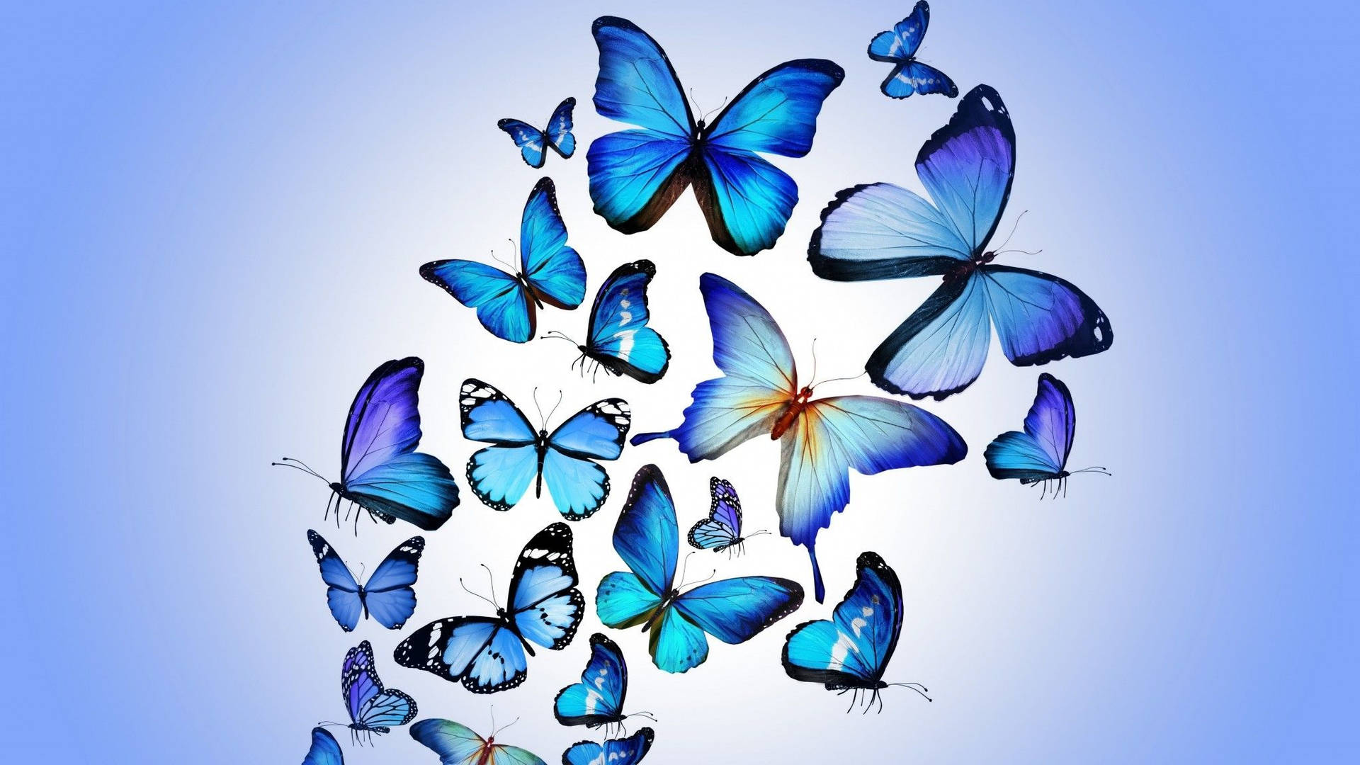 Flying Blue Butterfly Aesthetic Background