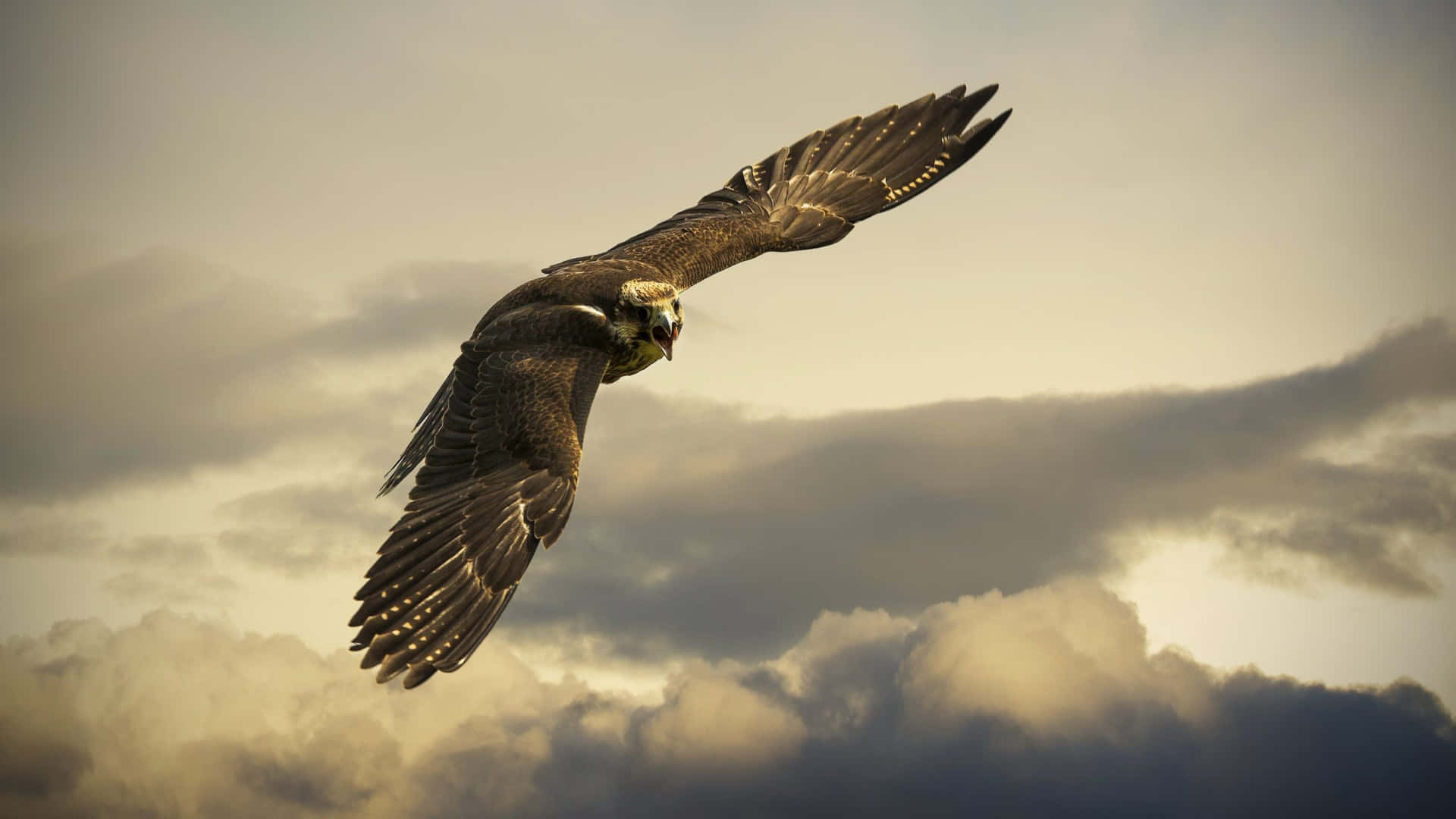 Flying Brown Snake Eagle Specie Background