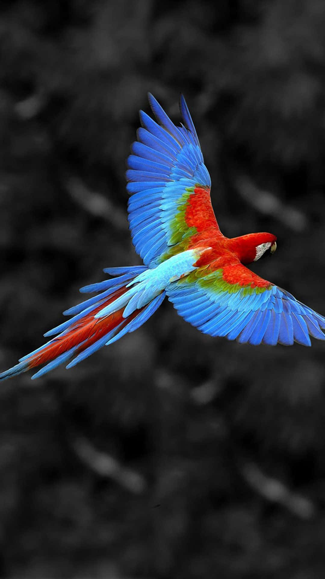 Flying Colorful Parrot Bird Iphone Image Background