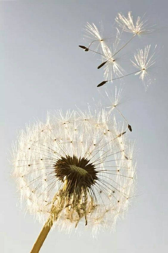 Flying Dandelion Bunga Background