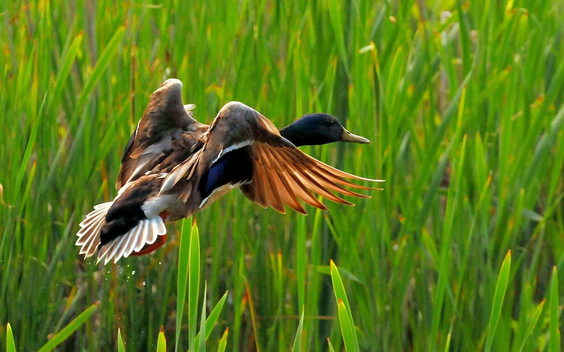 Flying Duck For Duck Hunting Desktop Background