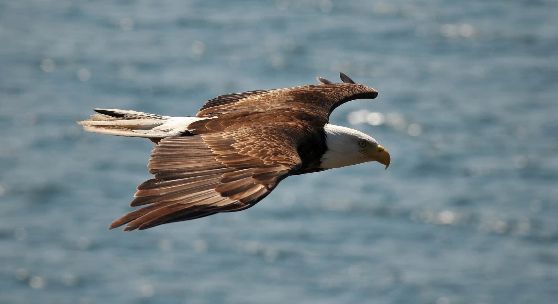 Flying Eagle African Fish Specie Background