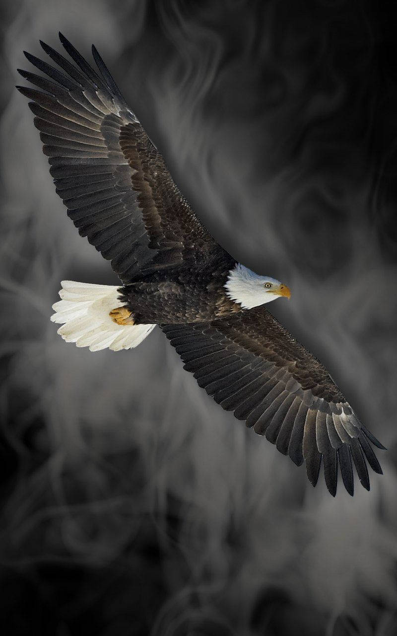 Flying Eagle As Emblem Of America Iphone Background