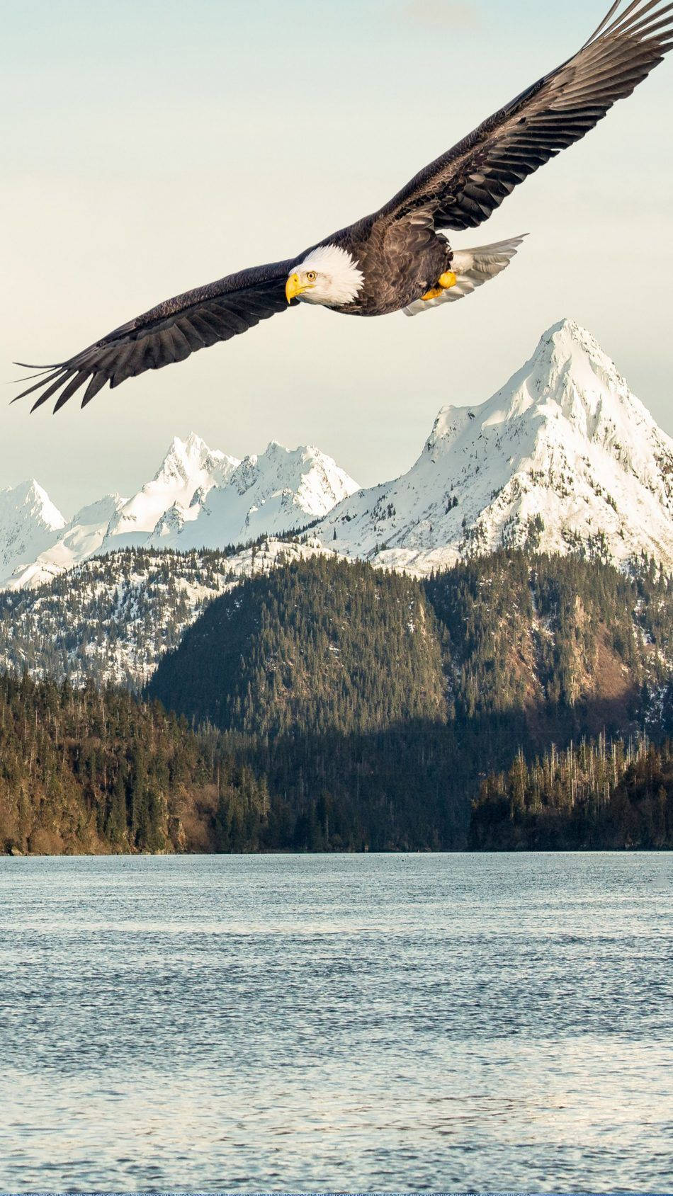 Flying Eagle As The Symbol Of America Iphone Background