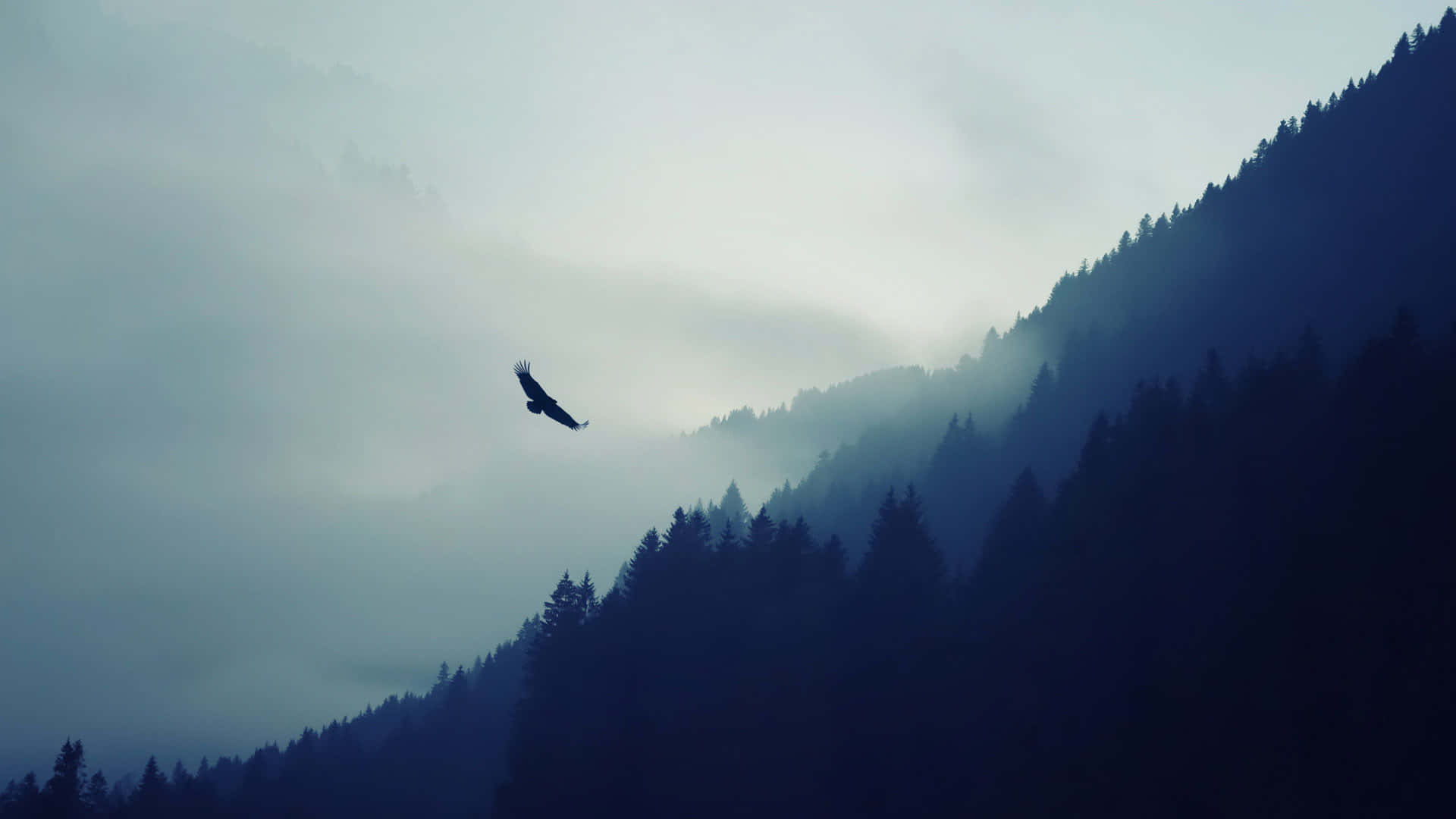 Flying Eagle Forest Covered In Fog Background