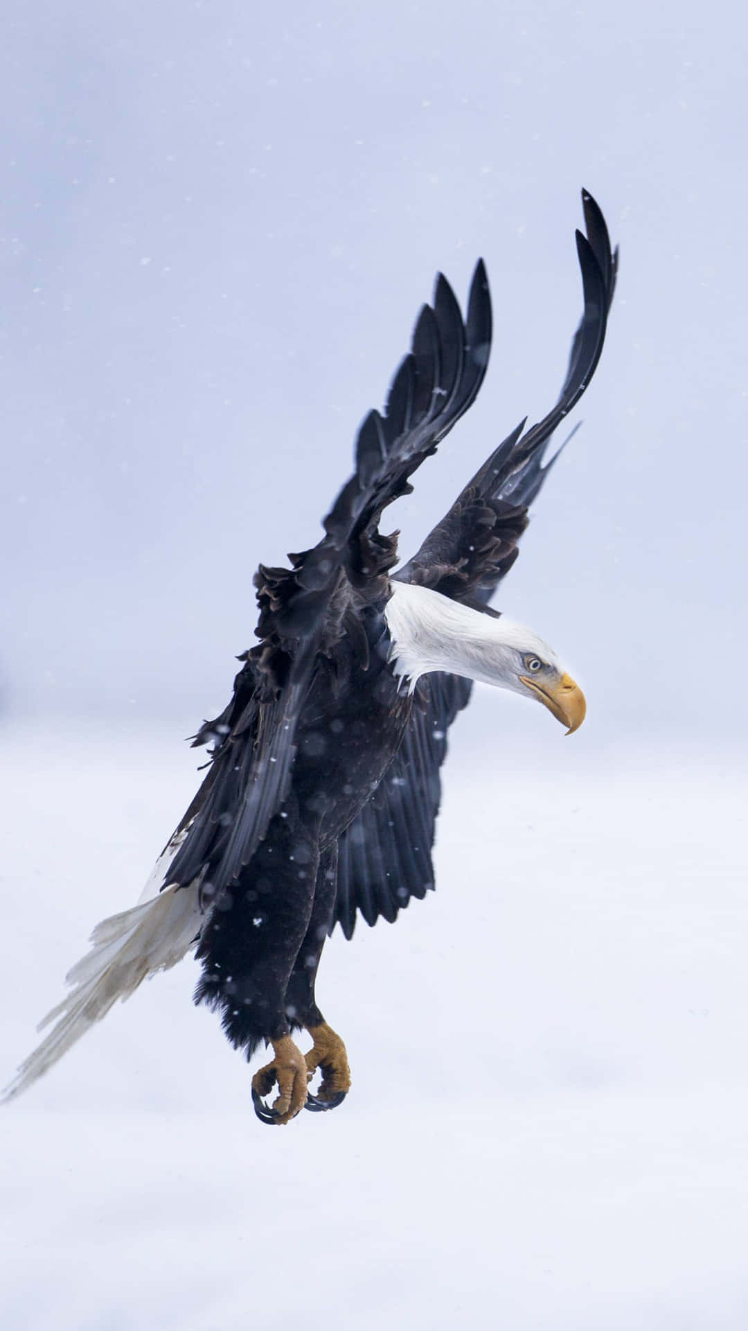 Flying Eagle Hovering In The Sky Background