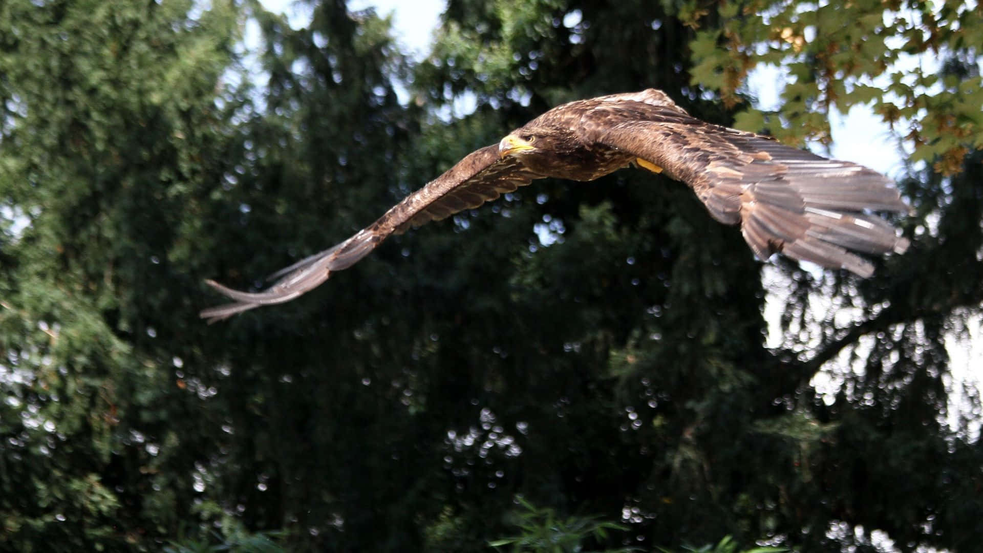 Flying Eagle Hunting In A Forest Background