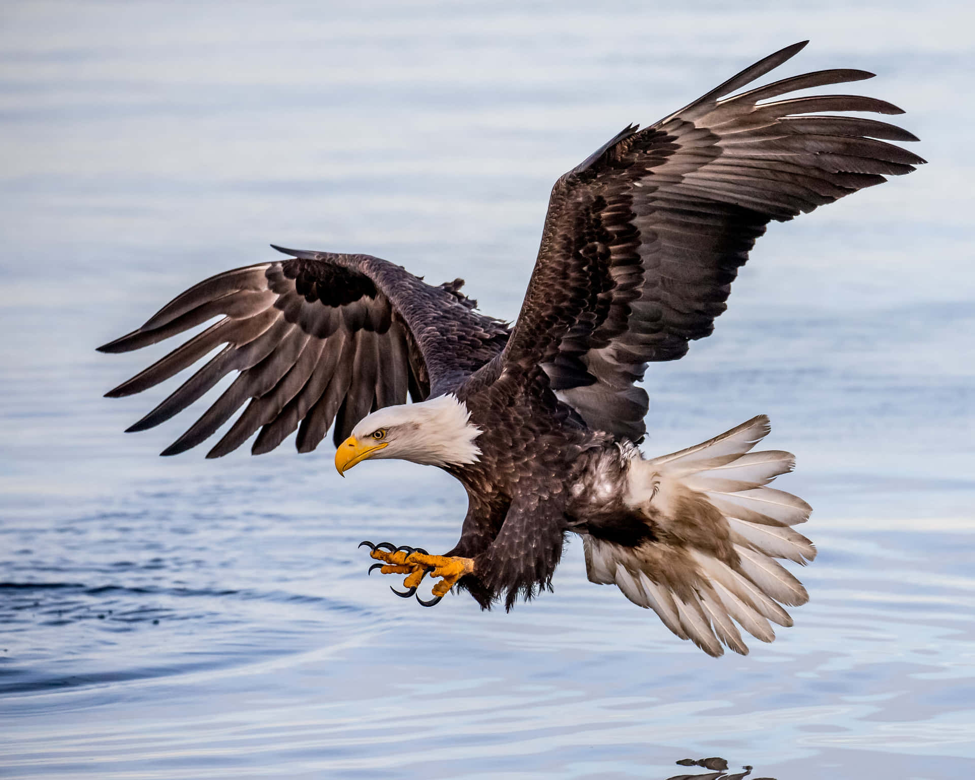 Flying Eagle Hunting In The Sea Background