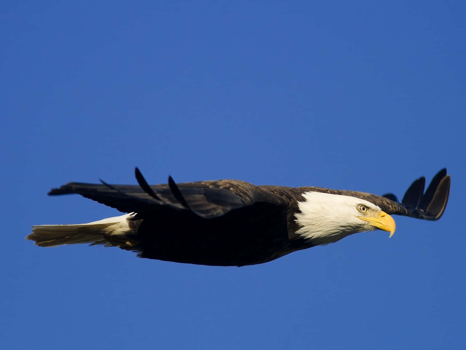 Flying Eagle In Clear Blue Sky Background