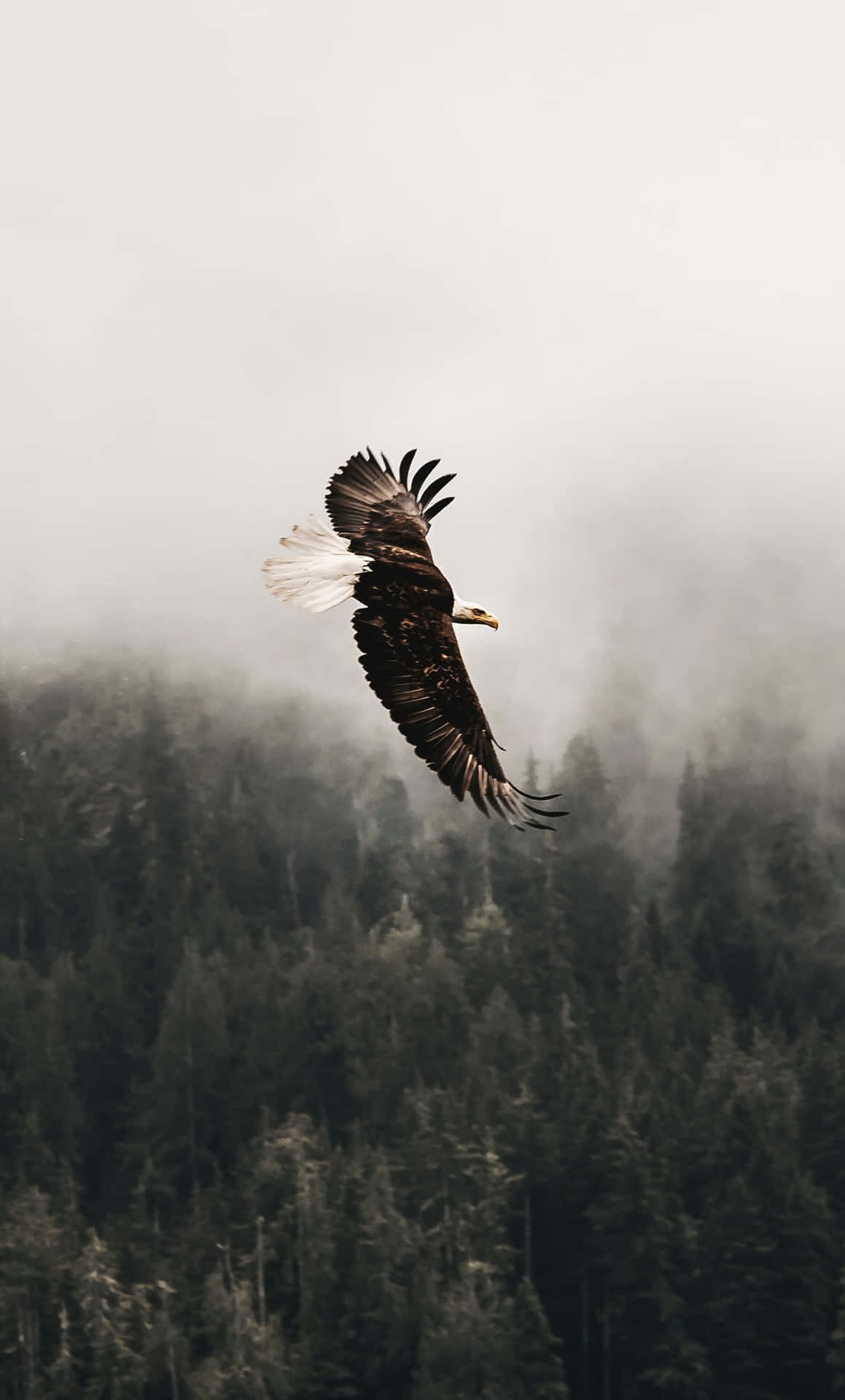 Flying Eagle In Rainforest Background