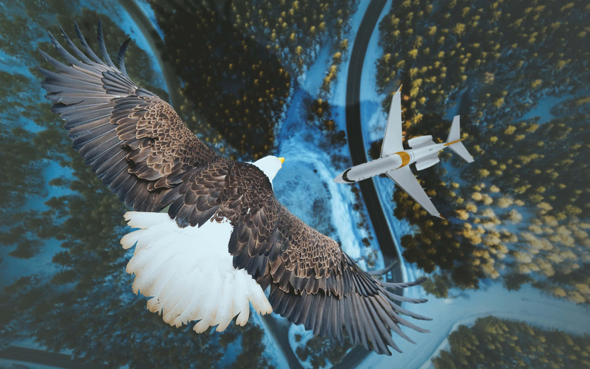 Flying Eagle Looking At An Airplane Background