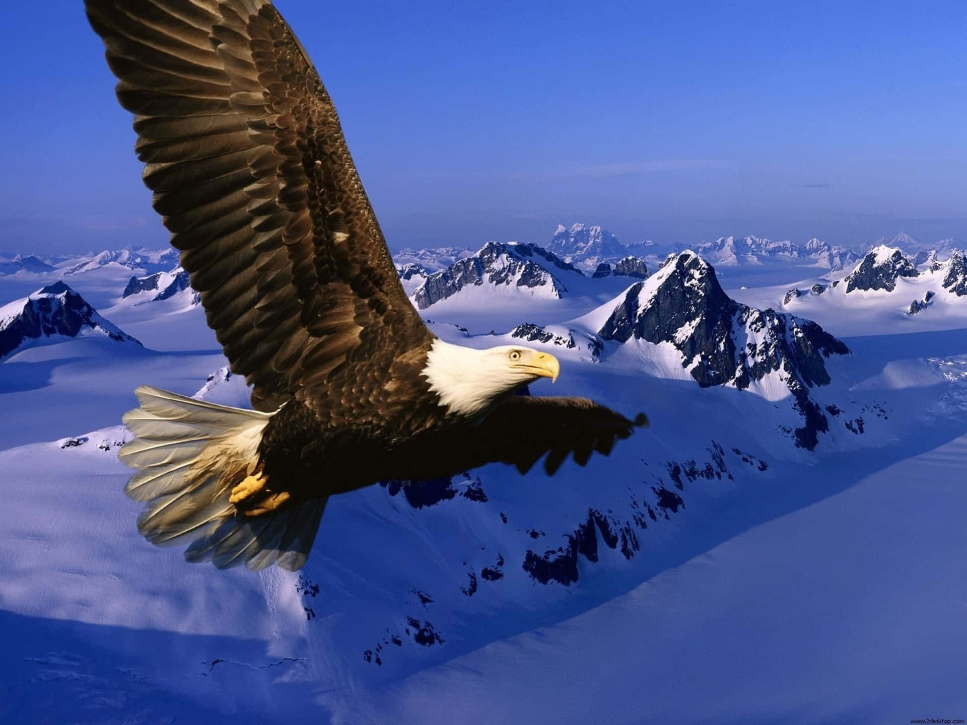 Flying Eagle On Snow-covered Mountains Background