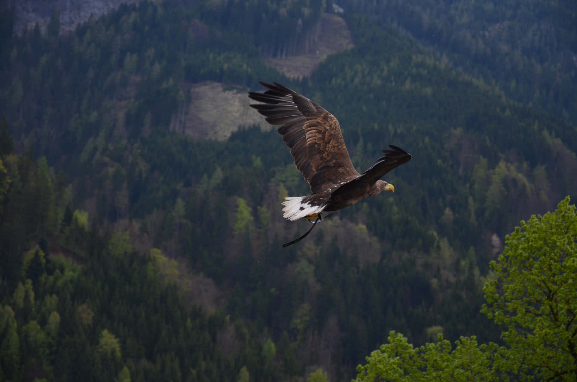 Flying Eagle Over A Forest Background