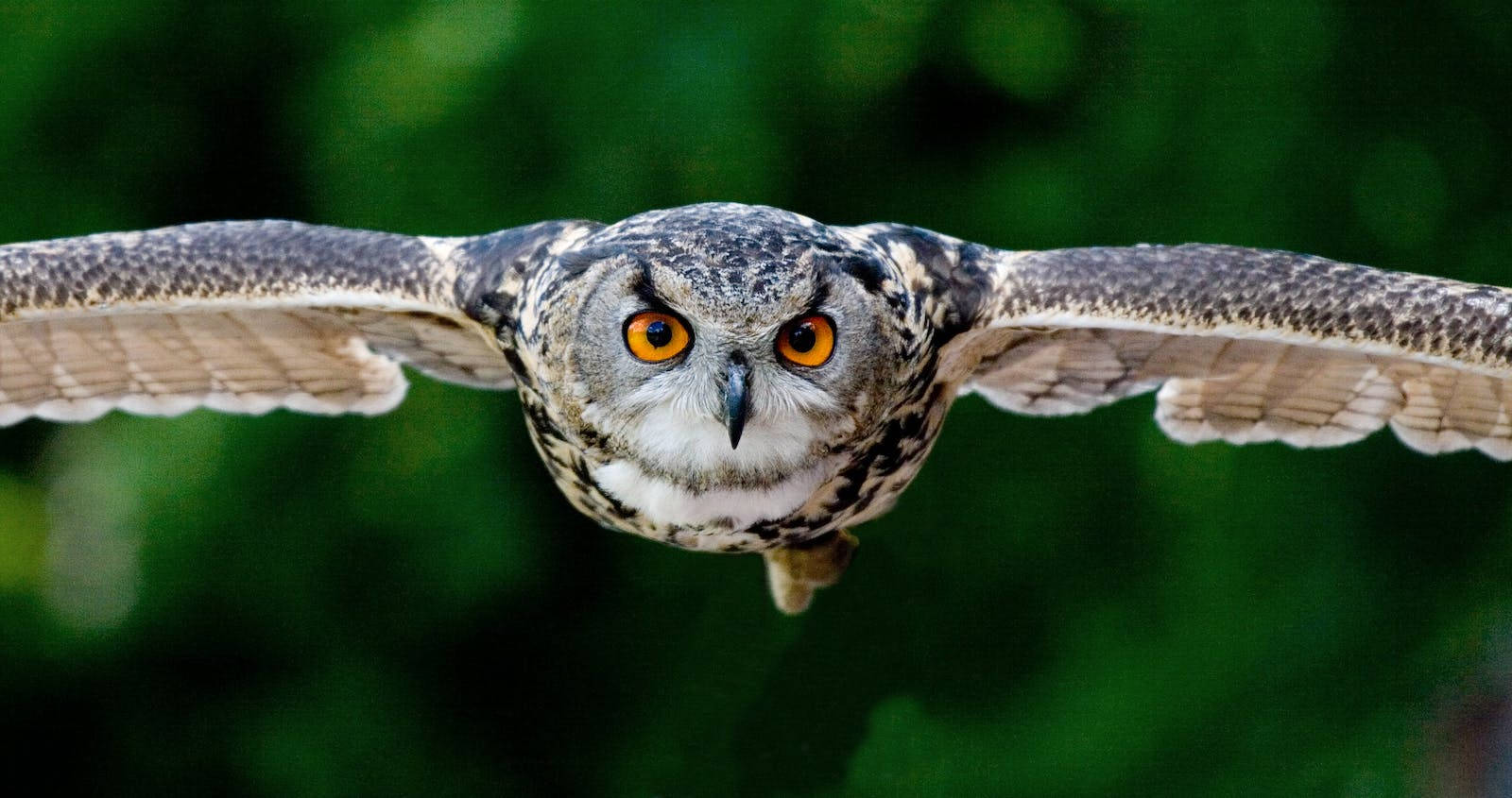 Flying Eagle Owl Selective Focus Background