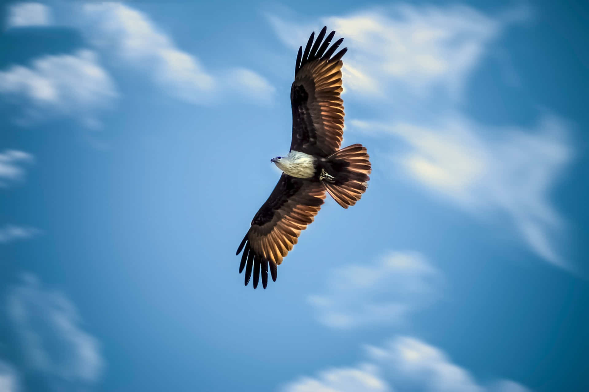 Flying Eagle Raptor Bird Specie Background