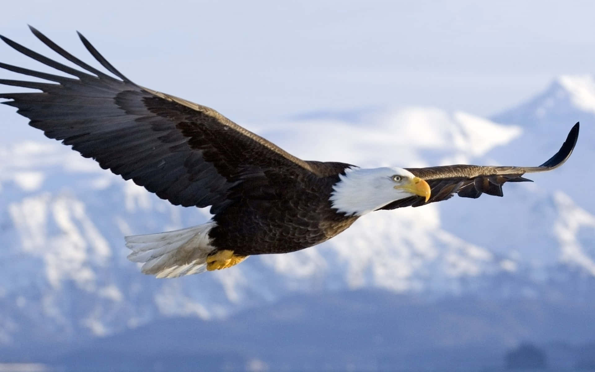 Flying Eagle Soaring In Arctic Landscape Background