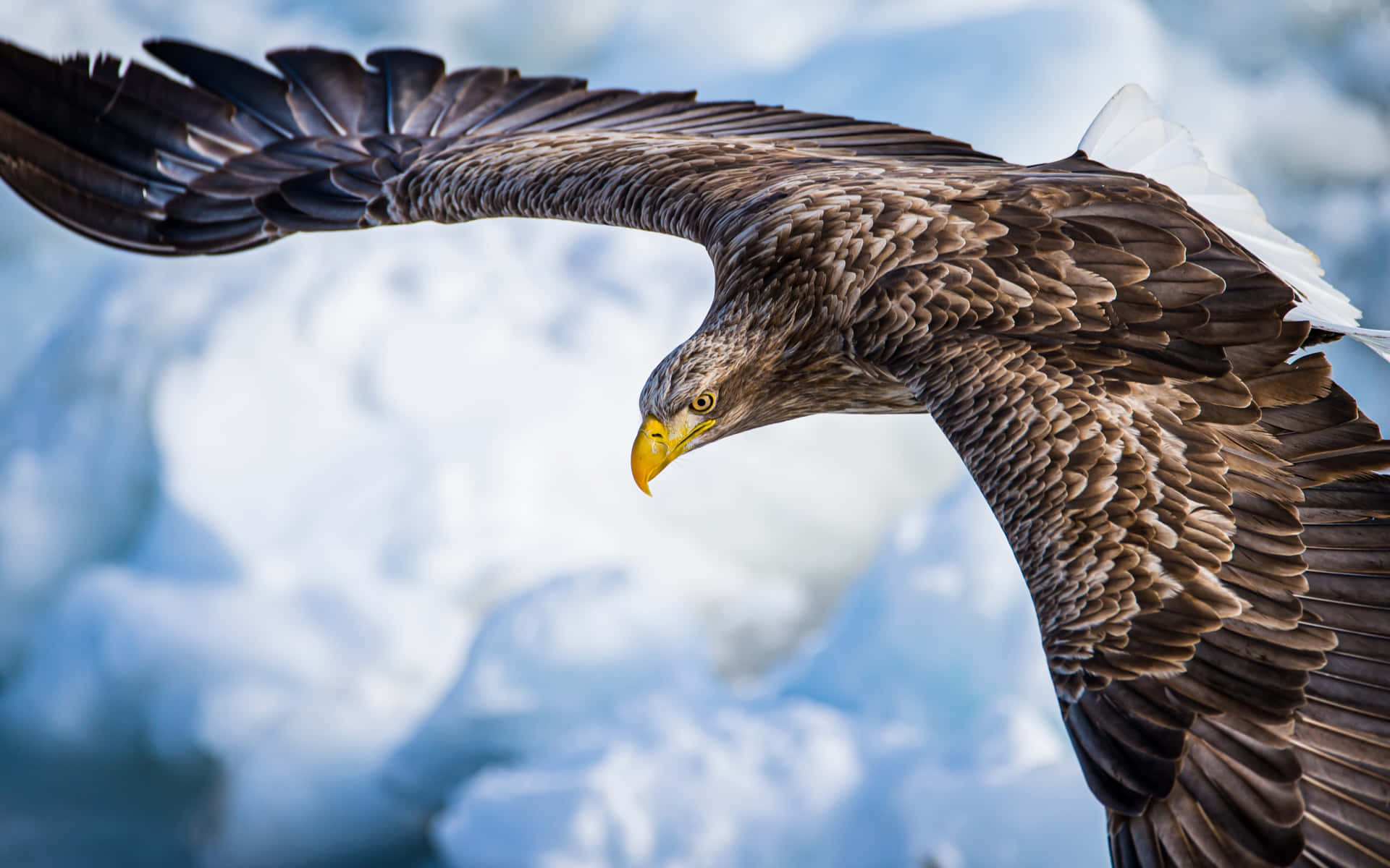 Flying Eagle Steller's Sea Specie Background