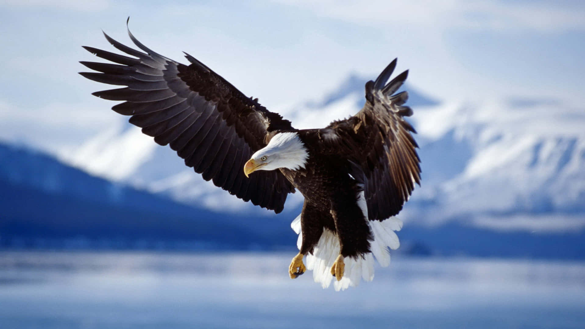 Flying Eagle With A Sharp Beak Background