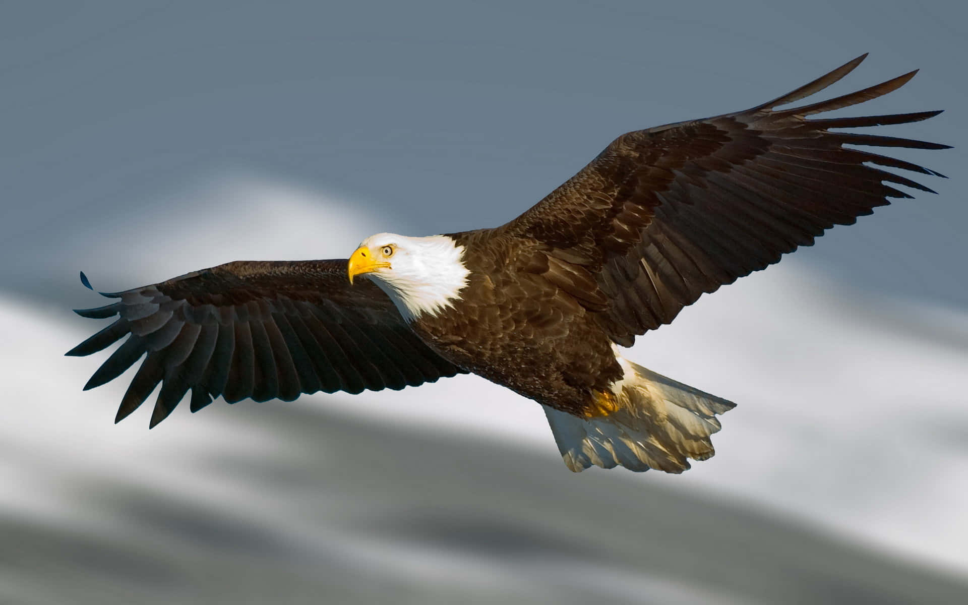 Flying Eagle With A Yellow Beak Background