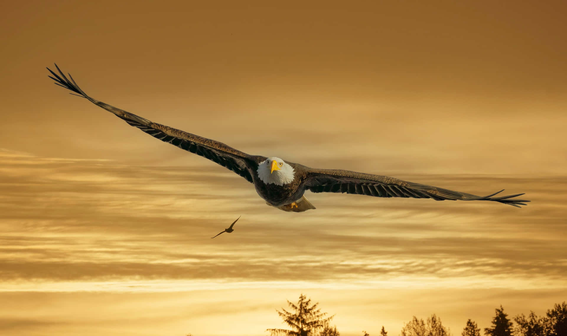 Flying Eagle With An Aerodynamic Body Background