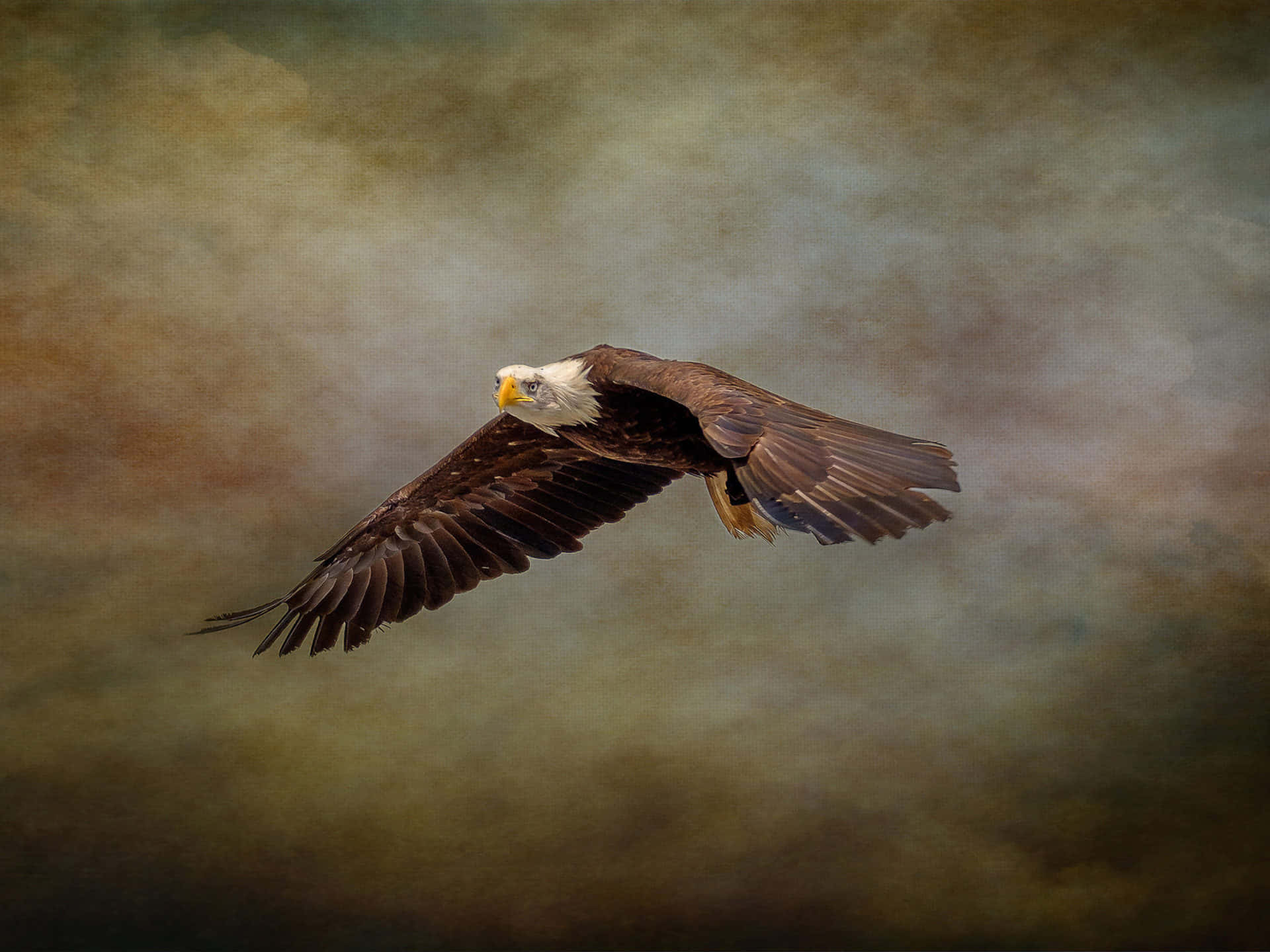 Flying Eagle With Brown Feathered Body Background