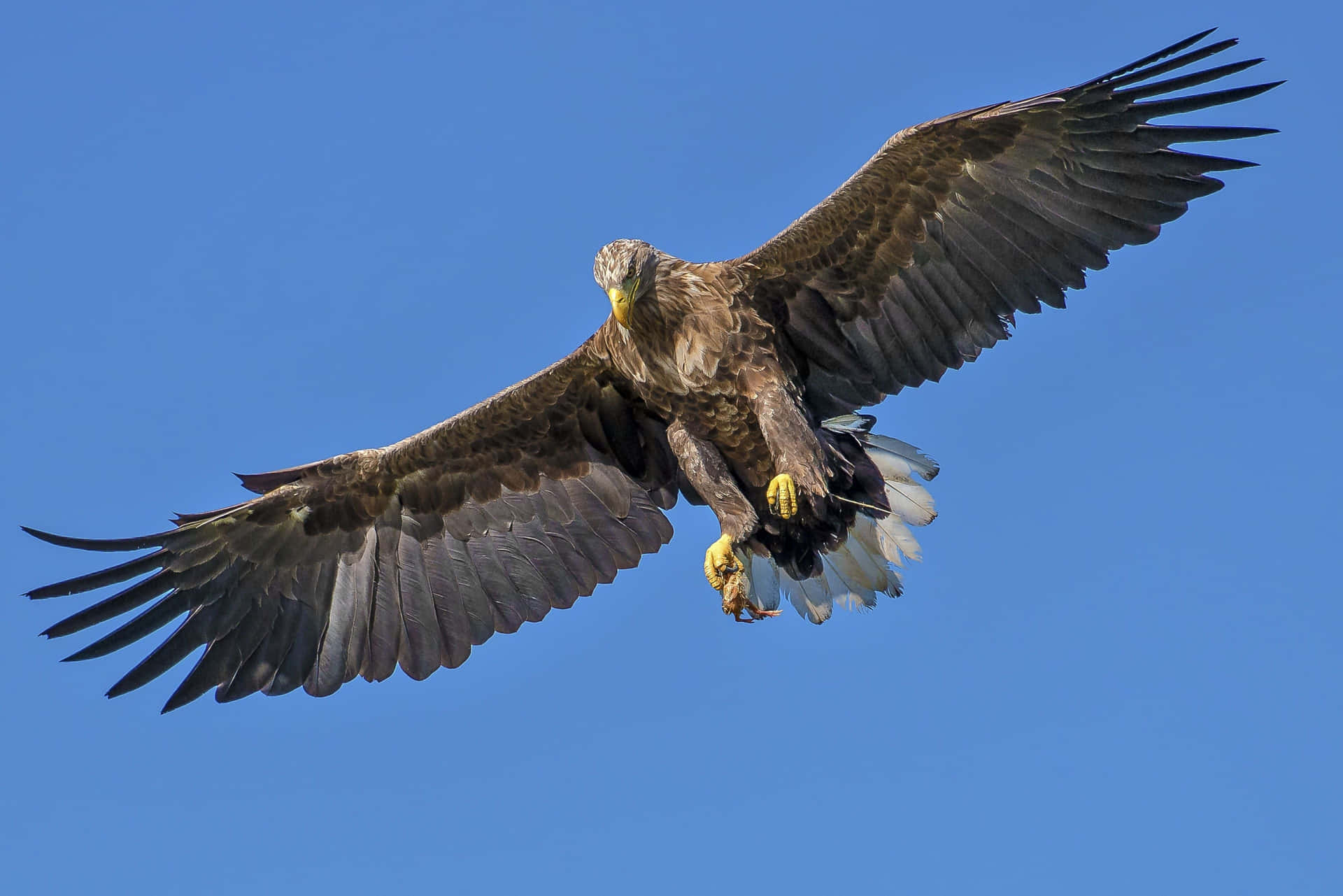 Flying Eagle With White Tail Background