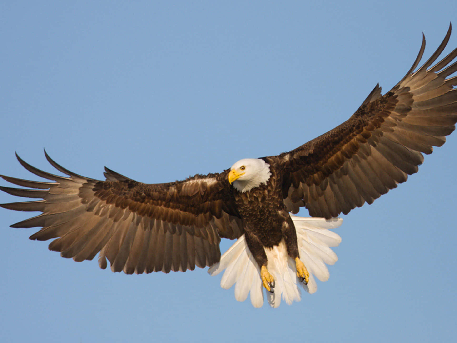 Flying Eagle With Yellow Feet Background