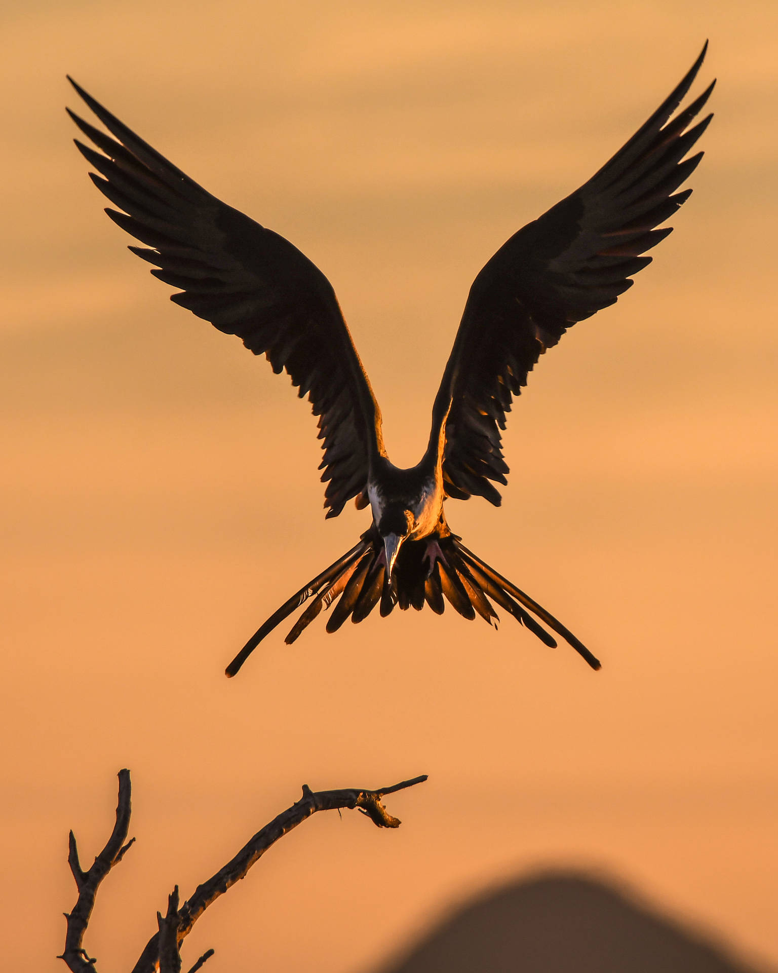 Flying Falcon Captured Background