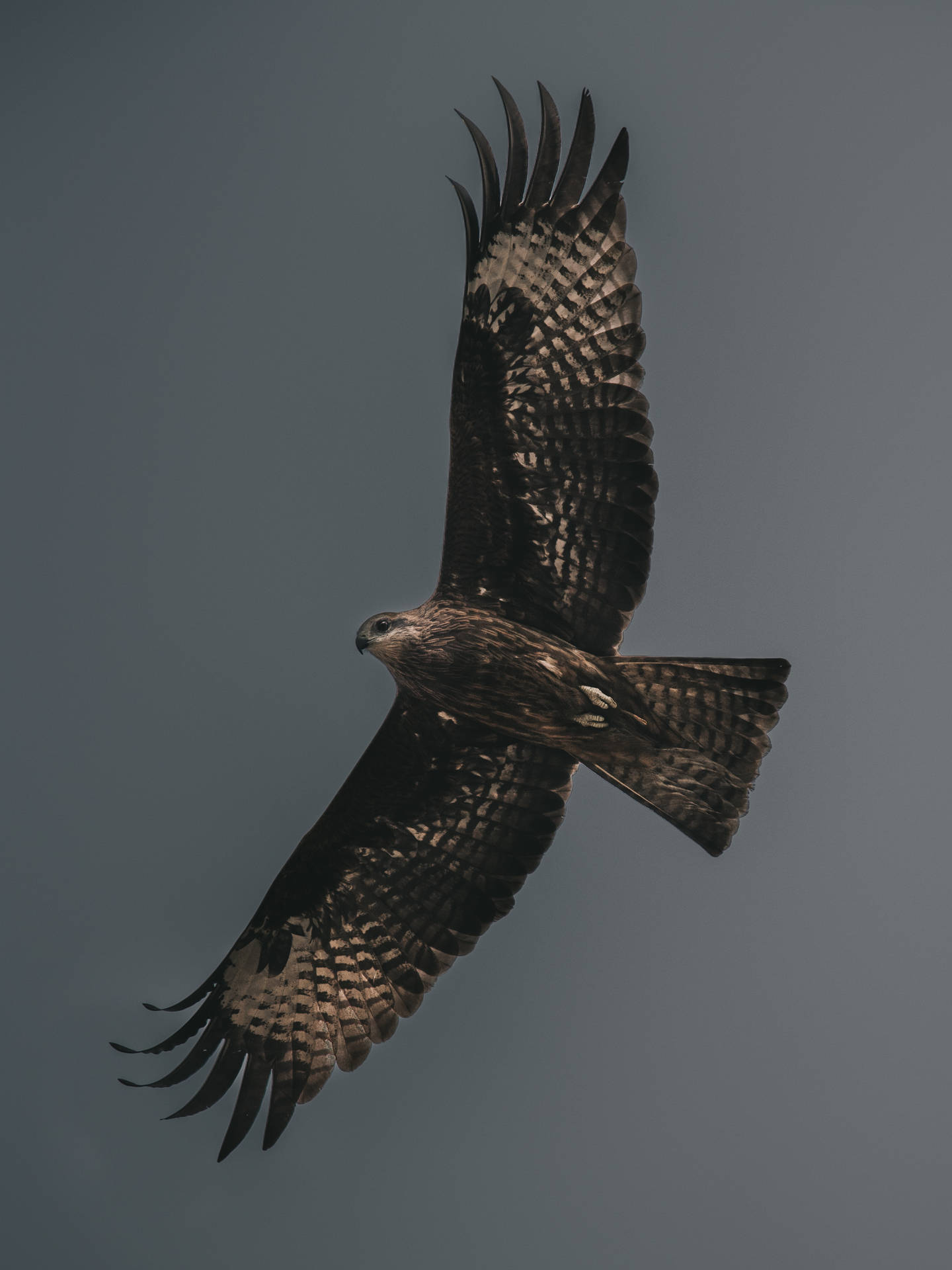 Flying Falcon In Sky Background